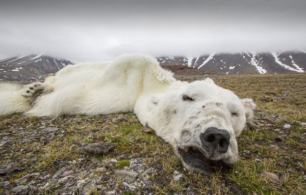 Starved polar bear proof climate change deadly