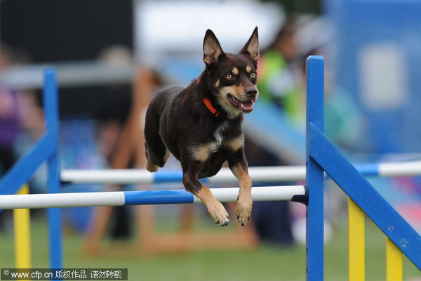 Kennel Club International Agility Festival