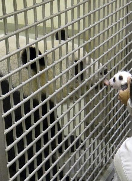 Giant panda cub meets mother at Taipei Zoo