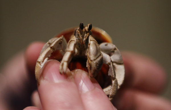 Sydney's quirky night out:pub crab race