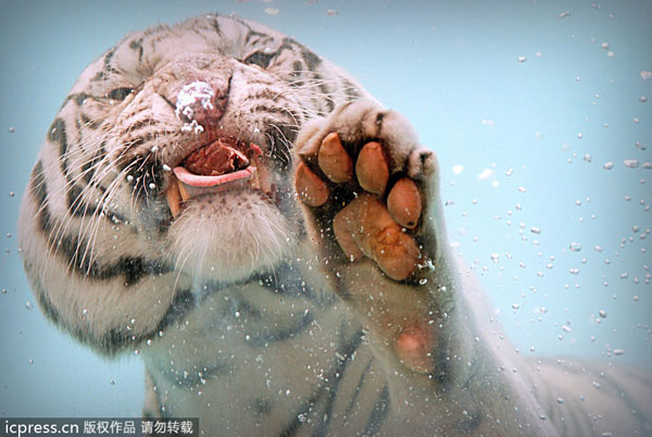 Flash of a predator as tiger dives for food