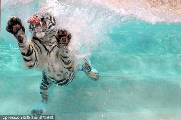 Flash of a predator as tiger dives for food