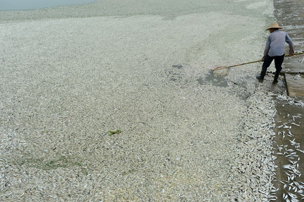 Pollution kills fish in C China river