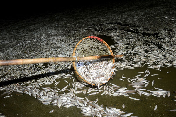 Pollution kills fish in C China river