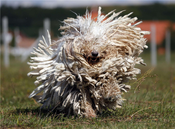 Images: The fury of the furry