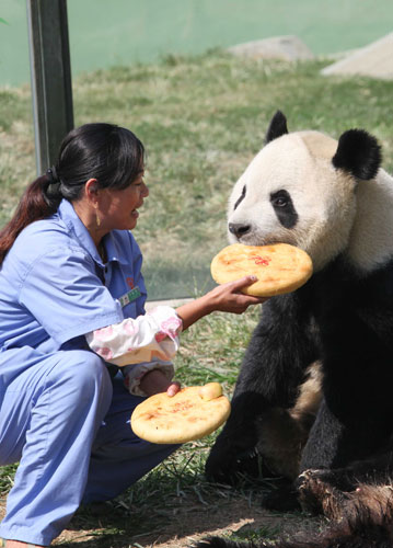 Giant pandas enjoy bamboo mooncakes