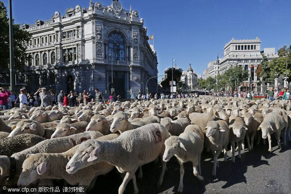 Farmers herd sheep through Madrid