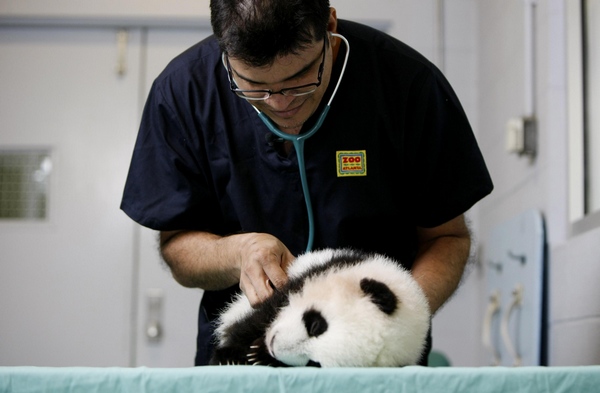 Twin panda cubs at Zoo Atlanta