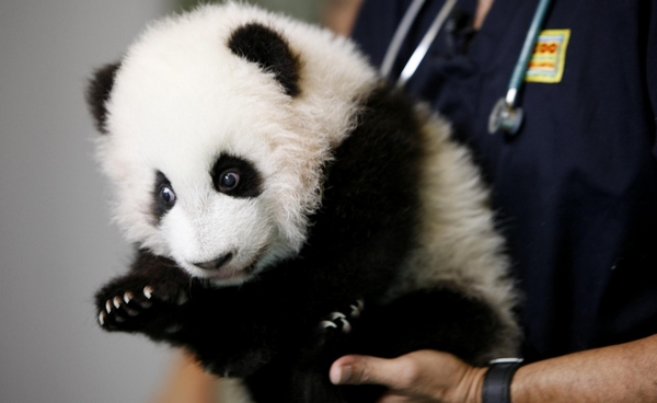 Twin panda cubs at Zoo Atlanta