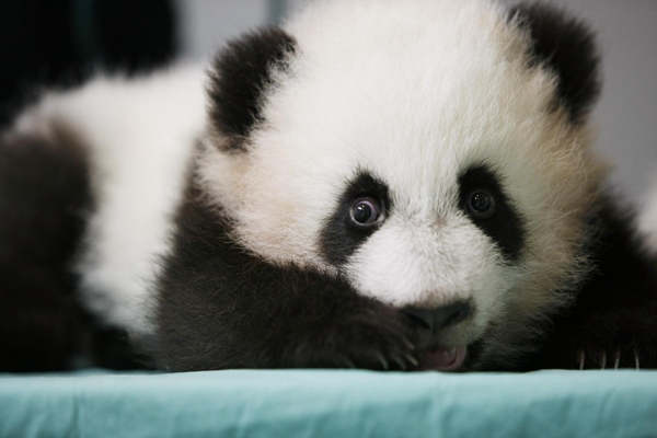 Twin panda cubs at Zoo Atlanta