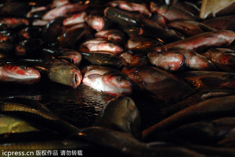 Massive fish spill in C China