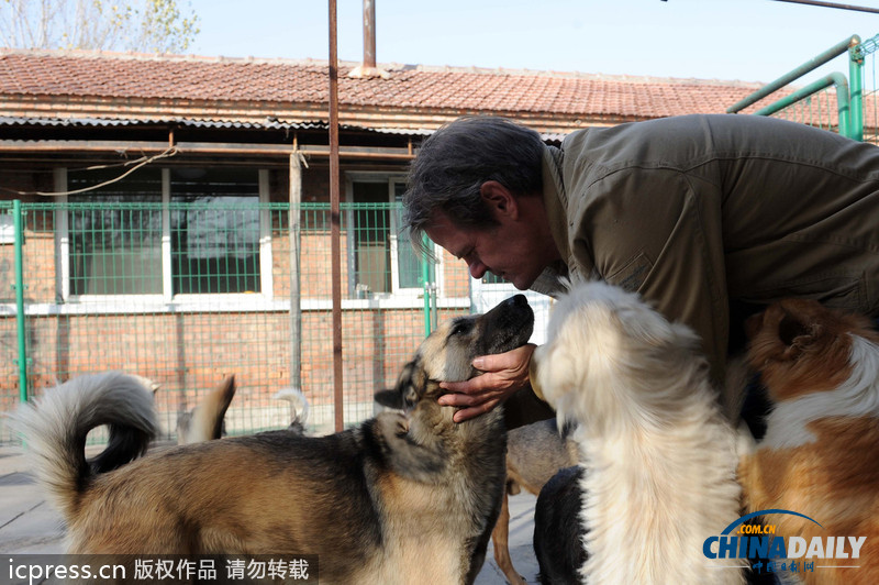 Expat rescues stray animals in Beijing