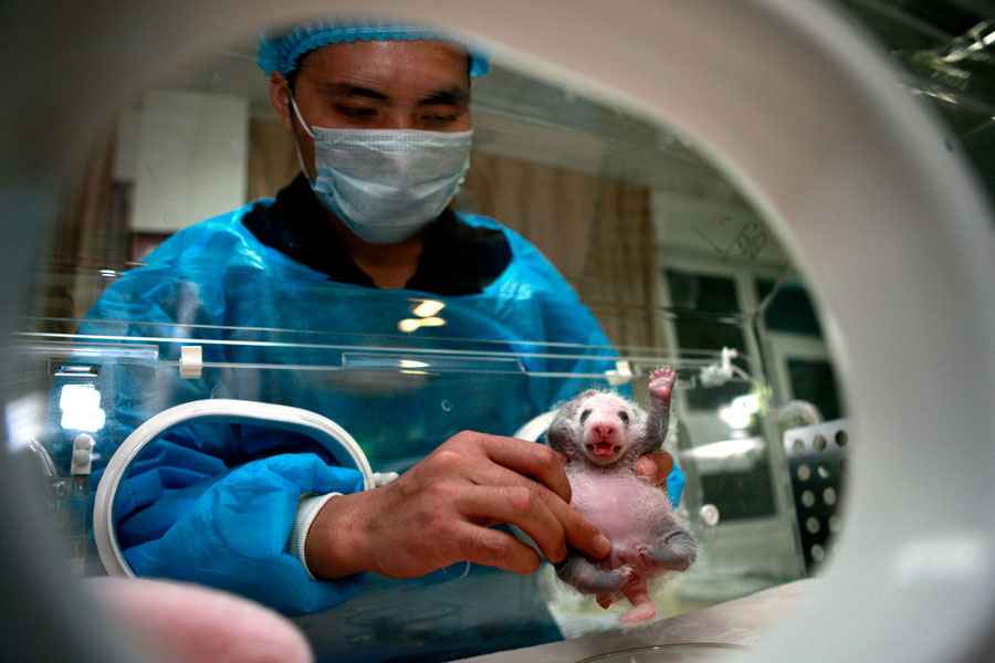 Newborn pandas growing in Chengdu