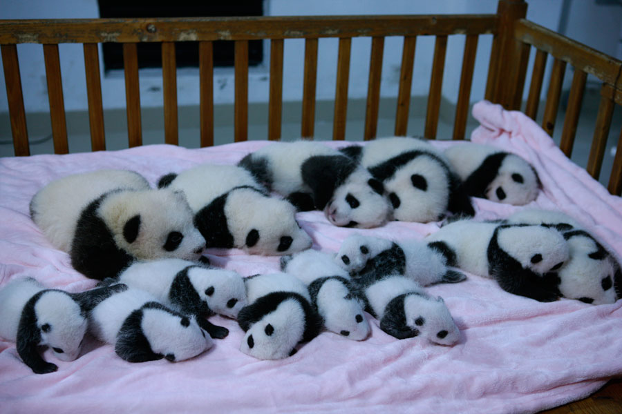 Newborn pandas growing in Chengdu