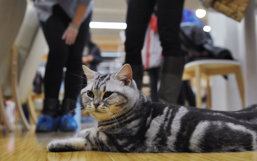 Cat-themed café in Nanjing