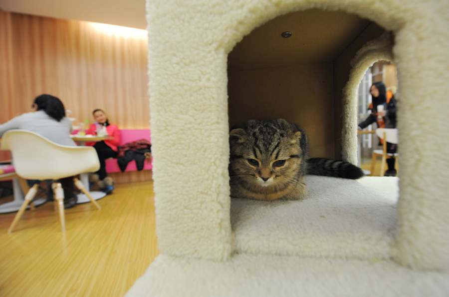 Cat-themed café in Nanjing