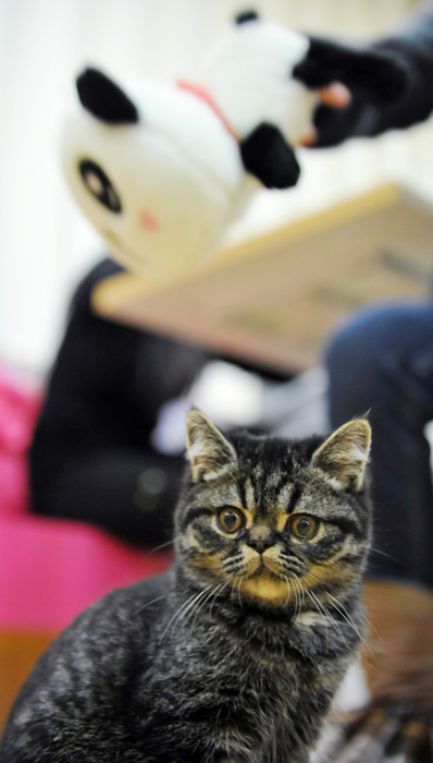 Cat-themed café in Nanjing