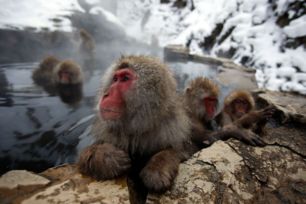 Snow monkeys soak in a hot spring