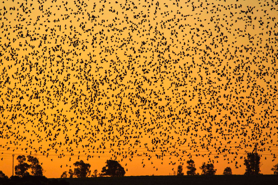 Starlings to spend the winter in Israel