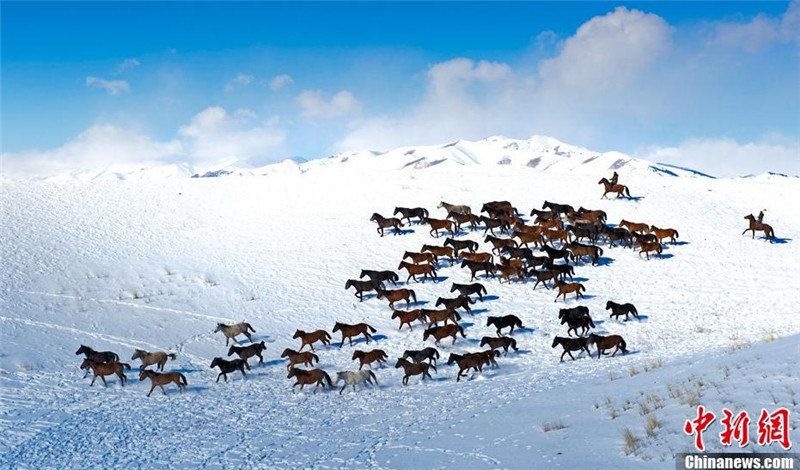 Horses run on snow-covered Tianshan in Xinjiang