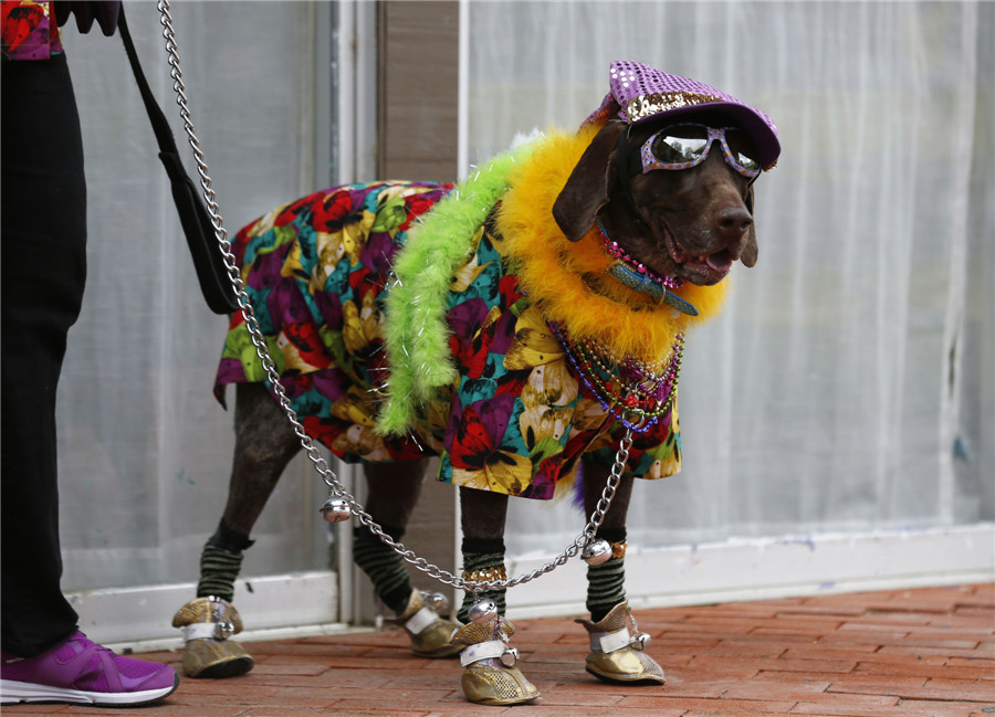 Doggie Gras Parade Celebration in US