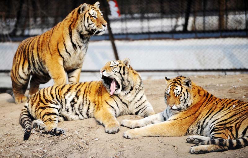 Siberian tiger base expecting 100 new cubs