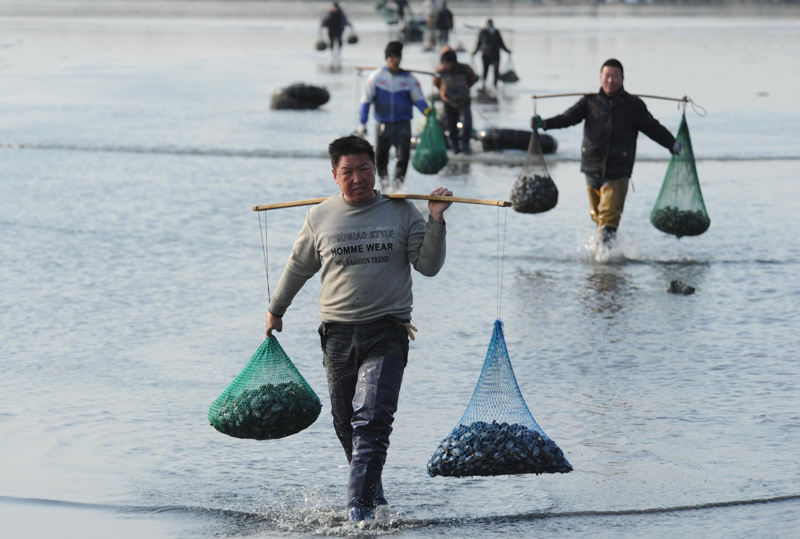 Net gain for shellfish collectors