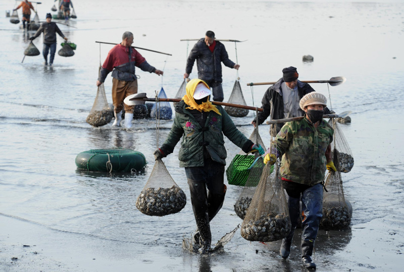 Net gain for shellfish collectors