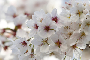 People flock to cherry blossoms in Wuhan University