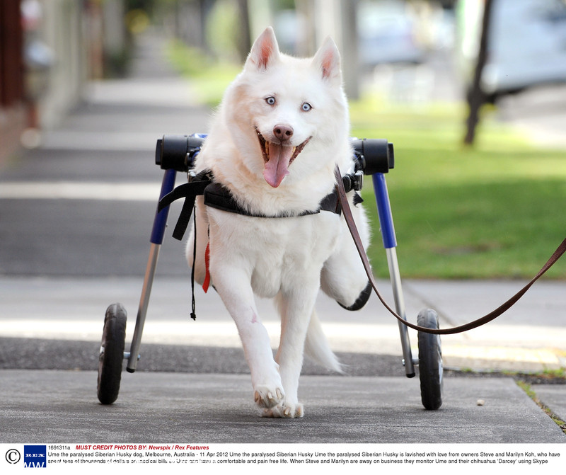 World Smile Day special: Grinning animals