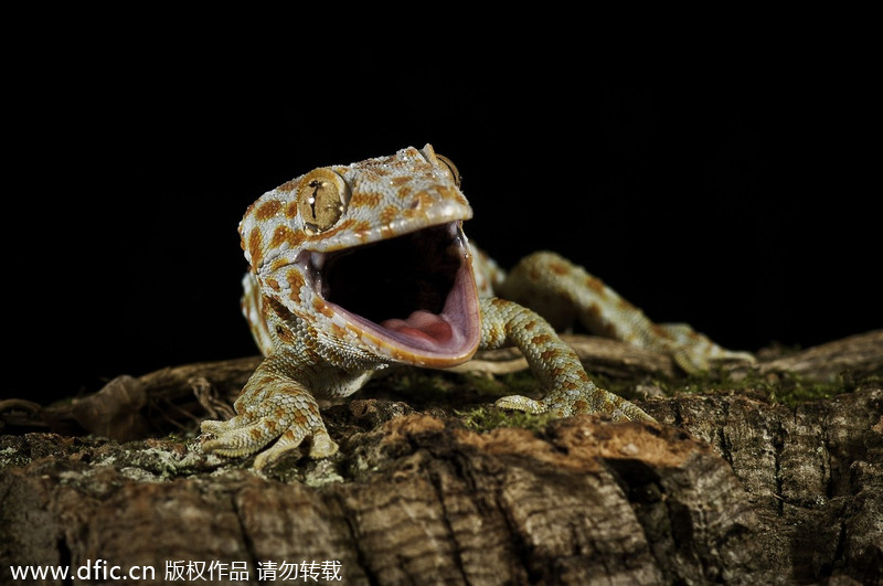 World Smile Day special: Grinning animals