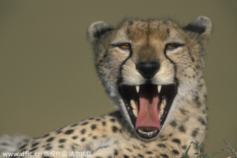 World Smile Day special: Grinning animals