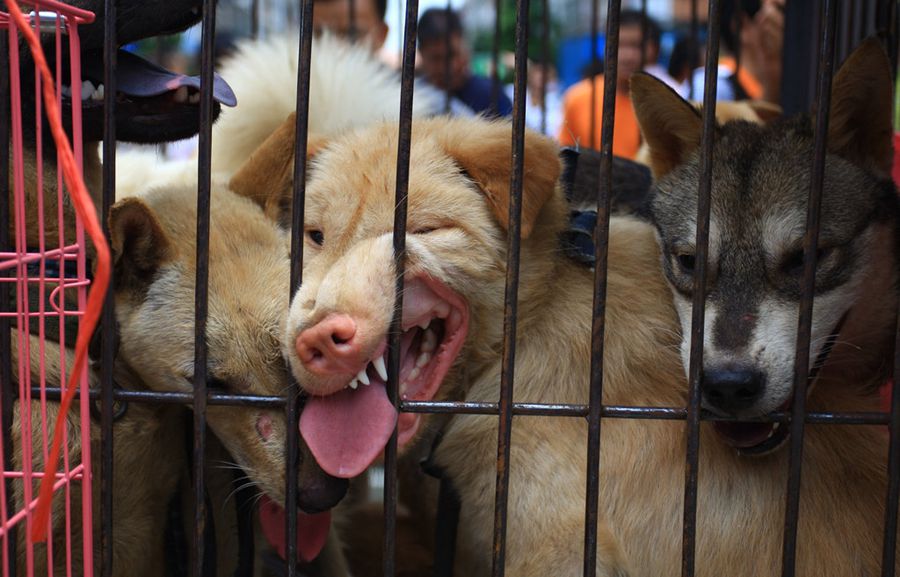 Yulin dog meat vendors make money off activists