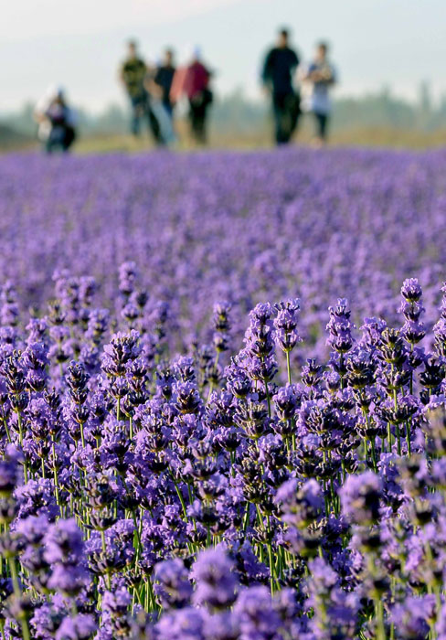 Lavender blooms in Xinjiang