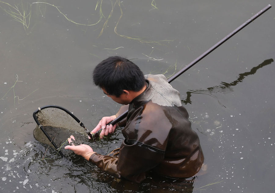 The worm catcher in the river