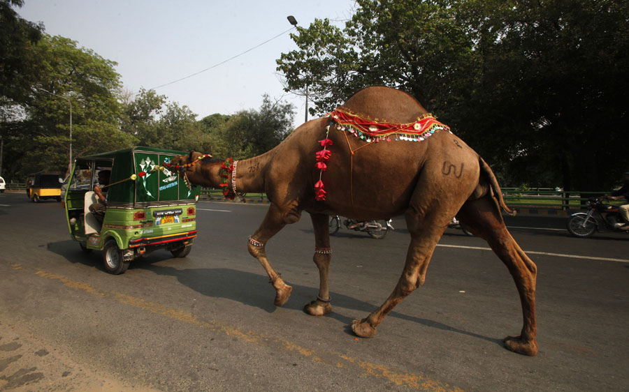 Muslims across the world celebrate Eid al-Adha