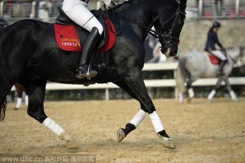 A galloping success in SW China’s Chongqing