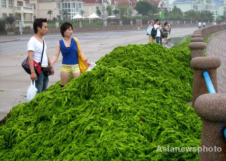 Cleaning up beaches covered in algae