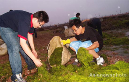 Cleaning up beaches covered in algae