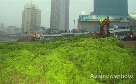 Cleaning up beaches covered in algae