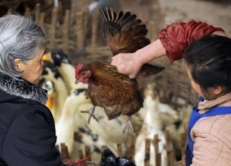 Bird flu patient in stable condition in SW China