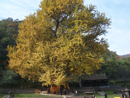 Wangwu Mountain