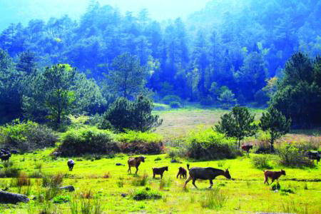 Tianxingshan National Forest Park