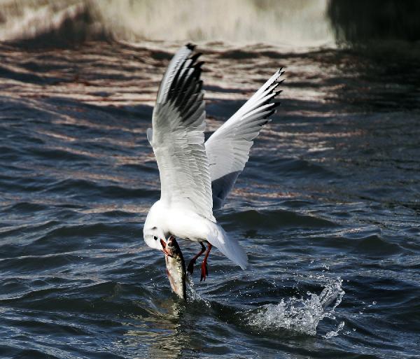 Black-headed gulls flock in Heilongjiang's wetland