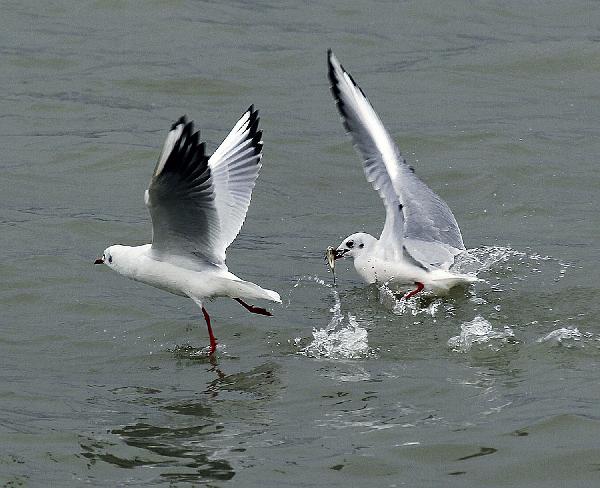 Black-headed gulls flock in Heilongjiang's wetland