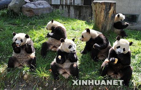 Chine : création au Sichuan d'un centre international d'études pour la protection des pandas géants