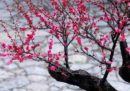 Taihu Lake Plum Blossom Festival