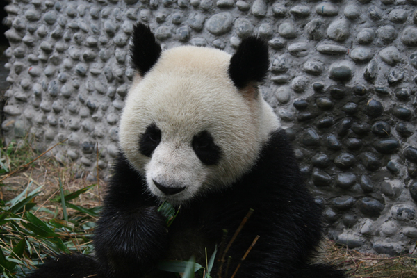 Chengdu Pandas settle in France