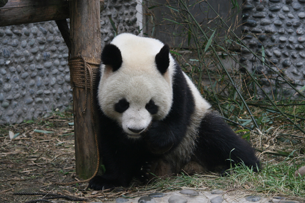 Chengdu Pandas settle in France