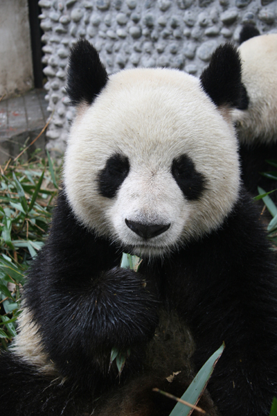 Chengdu Pandas settle in France